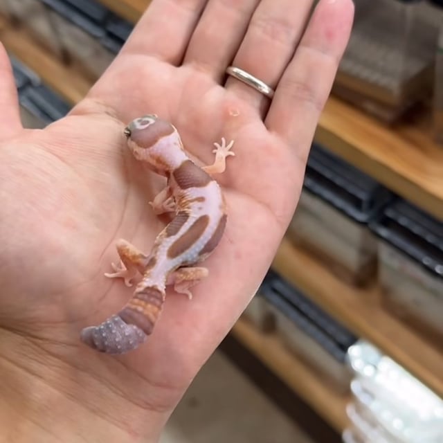 WOアメルhetオレオパターンレス