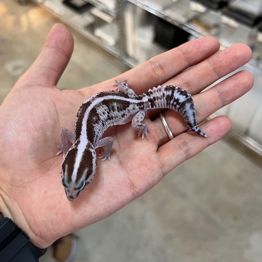 ニシアフリカトカゲモドキ ホワイトアウトpossオレオヘテロ50%ゴーストパターンレス