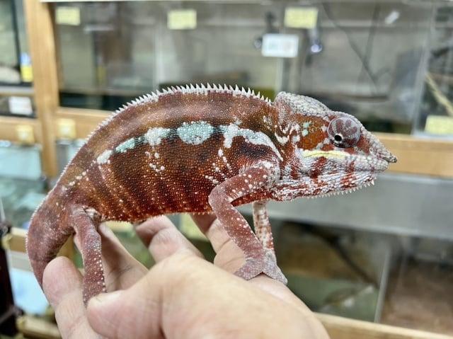 アンビローブ　レッドバー