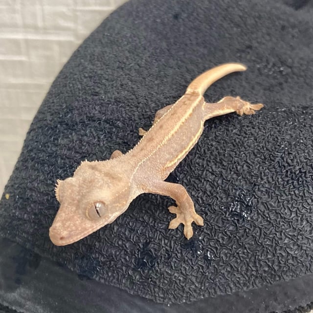 リリーホワイト