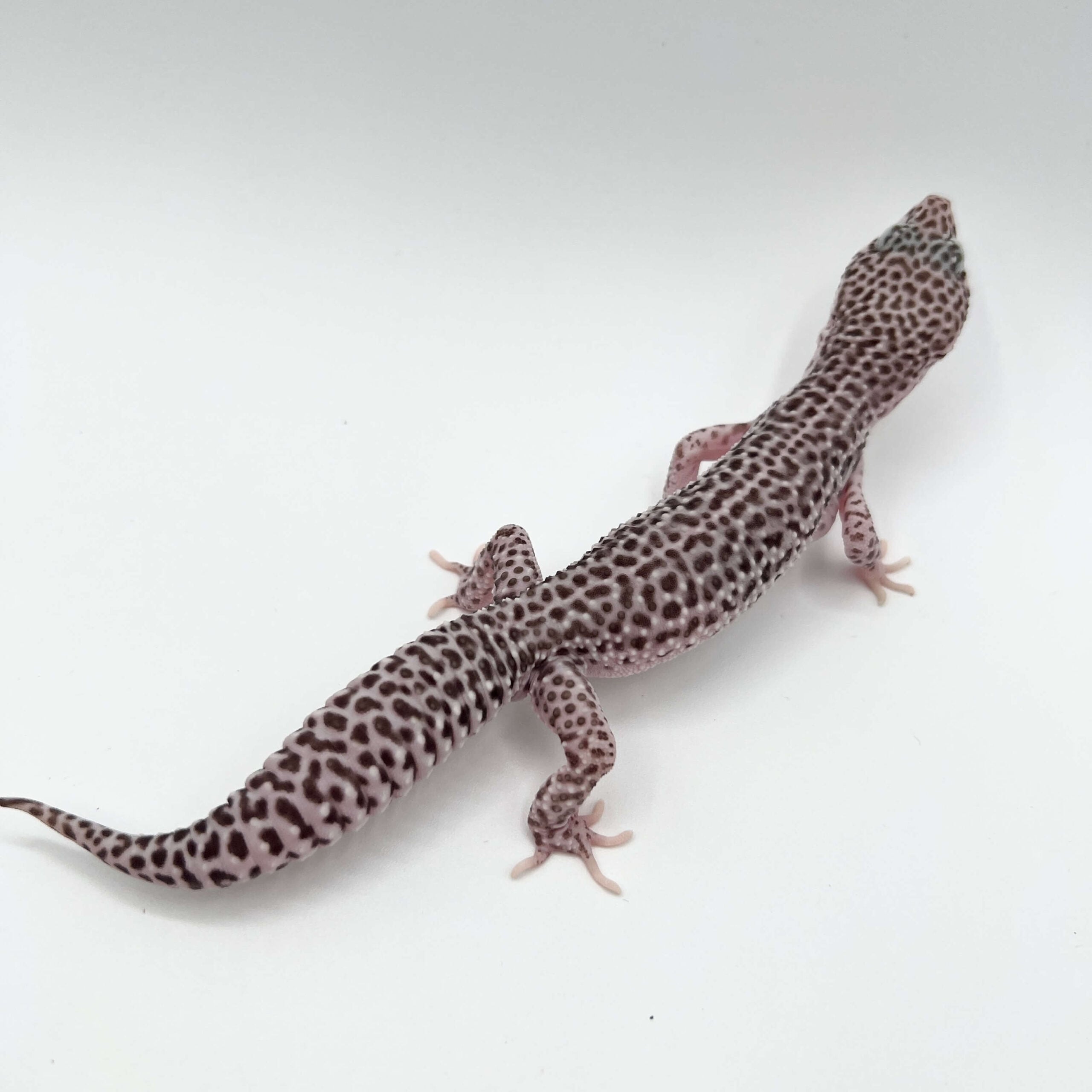 ヒョウモントカゲモドキ スーパースノー