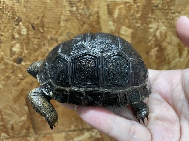 セーシェル