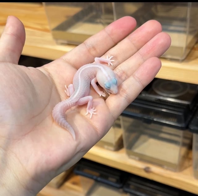 アメルオレオパターンレス