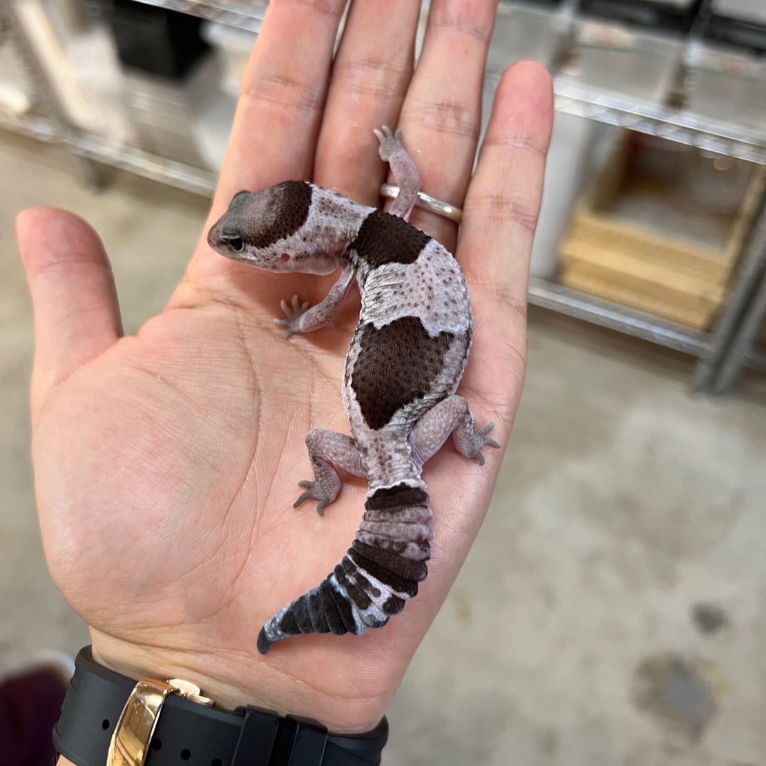 ニシアフリカトカゲモドキ オレオヘテロズールー
