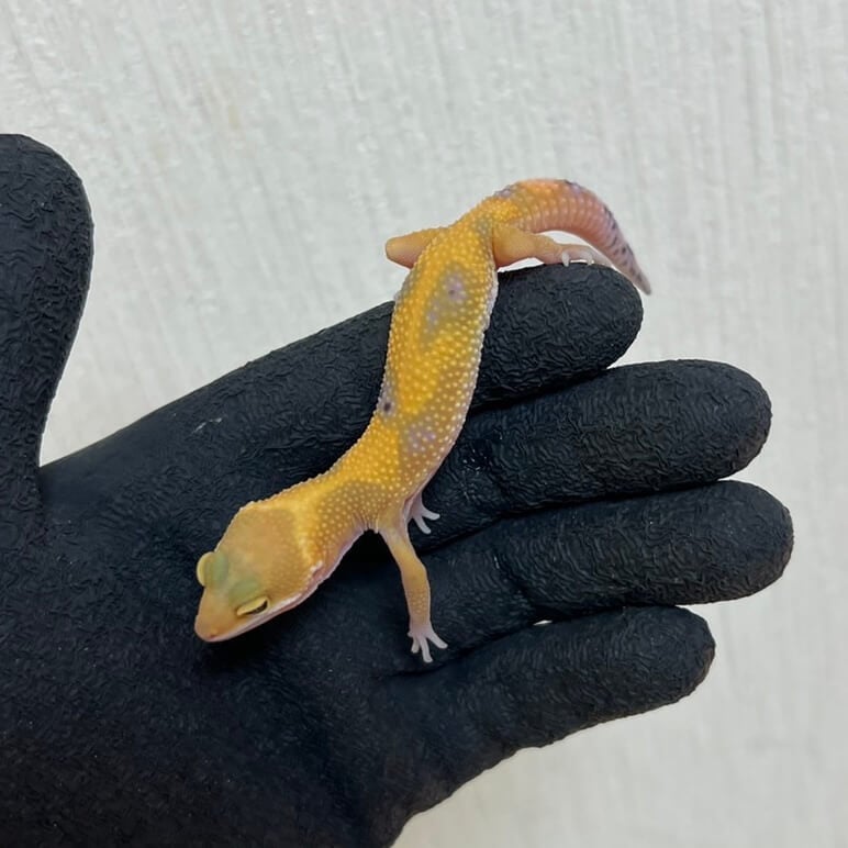 ヒョウモントカゲモドキ エメリン