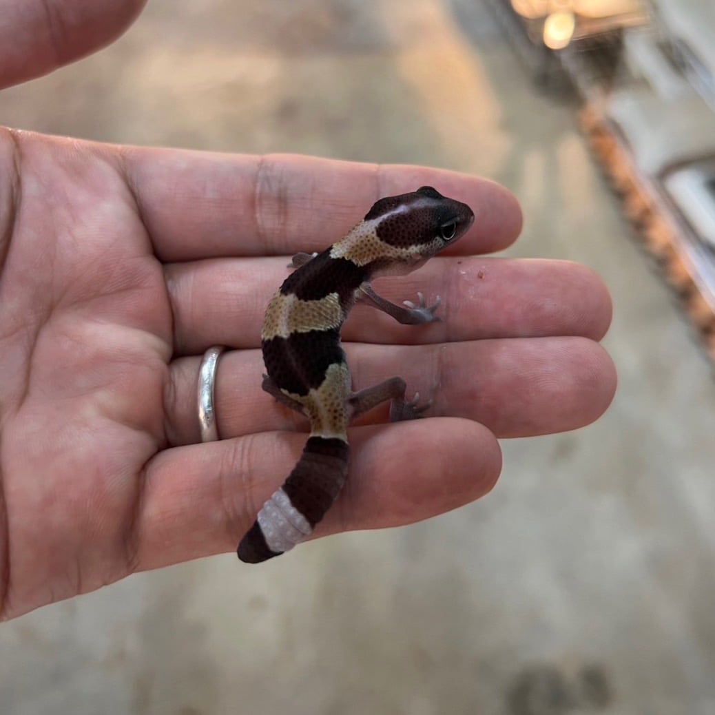 ニシアフリカトカゲモドキ ノーマルhetオレオパターンレス