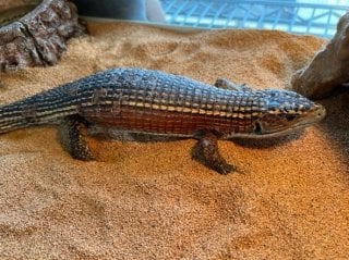 プレートトカゲ 