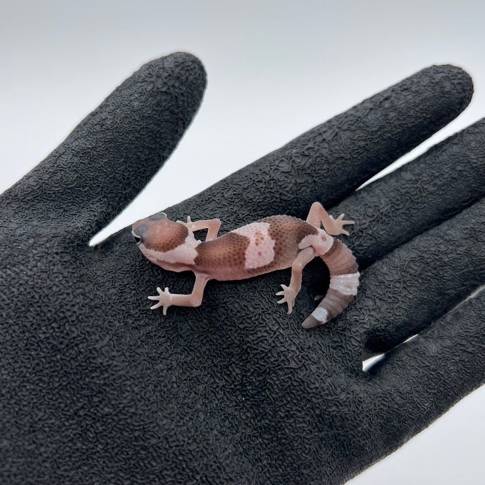 ニシアフリカトカゲモドキ オレオスティンガーhetゴーストパターンレス