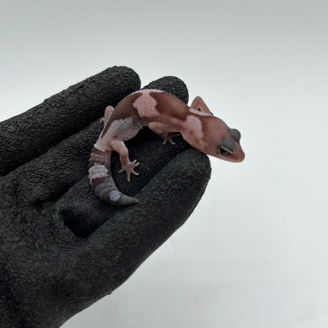 オレオズールー