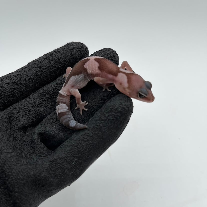 オレオズールー