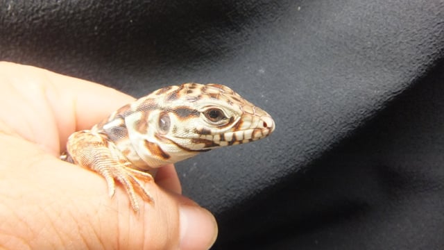 テグー