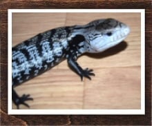 アオジタトカゲ 