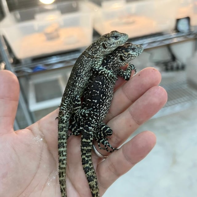スターダストスウィフト