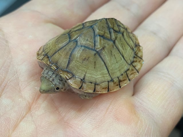 ヒメニオイガメ