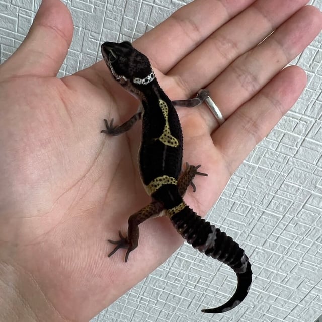 ブラックナイト
