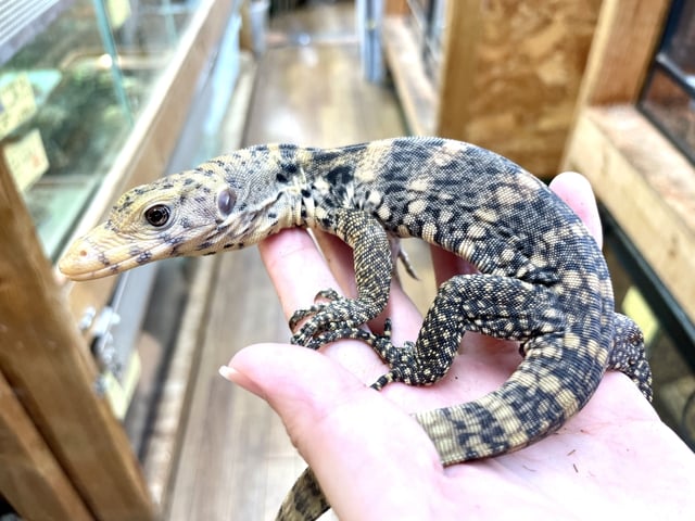 ハイイエロー