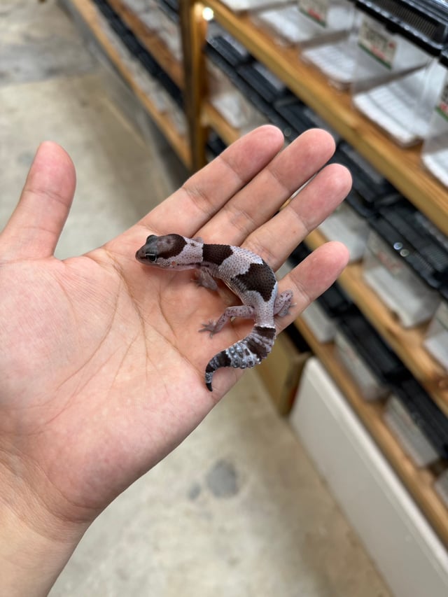 オレオhetアメルパターンレス