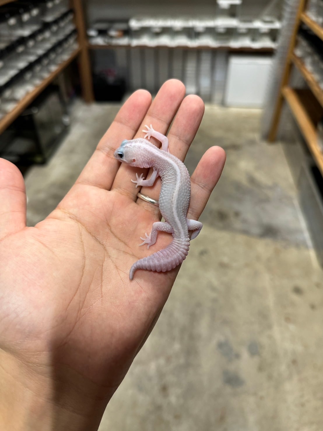 ニシアフリカトカゲモドキ パーペルヘイズhetスノー