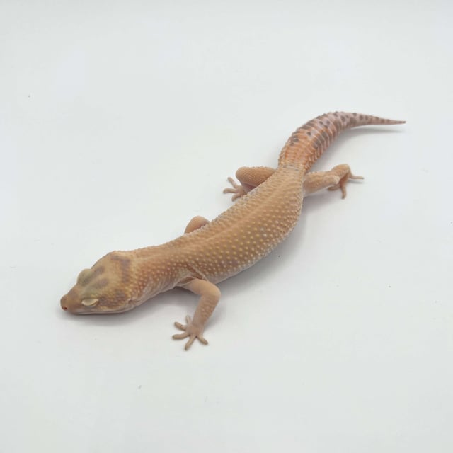サングロー