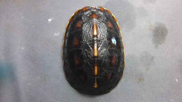 セマルハコガメ
