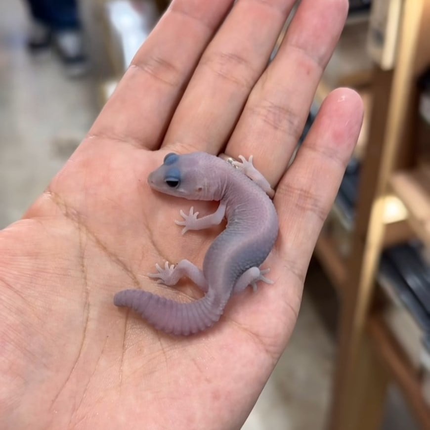 ニシアフリカトカゲモドキ パープルヘイズ