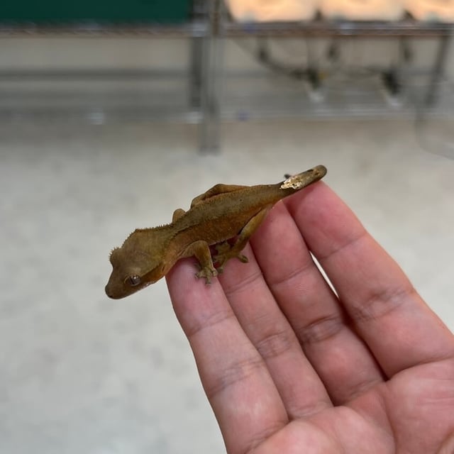 ブラウン