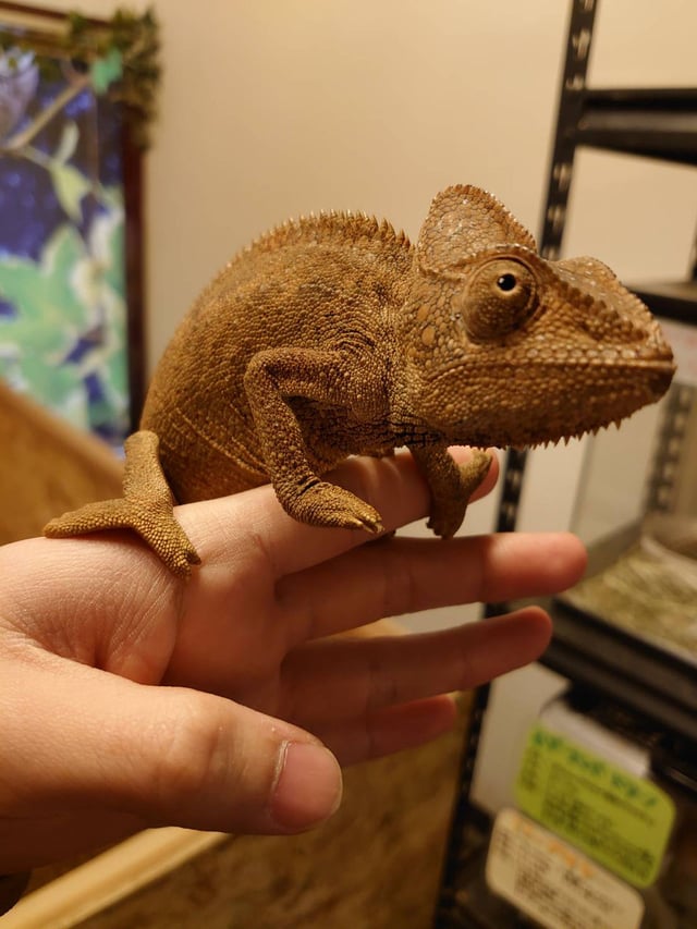カメレオン