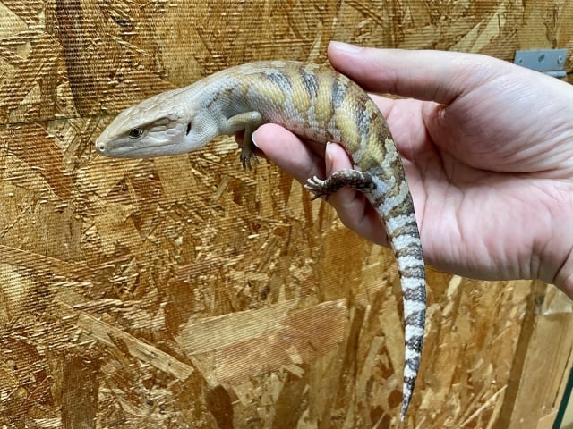 アオジタトカゲ ハイポ