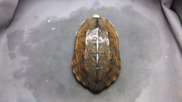 ウンキュウ