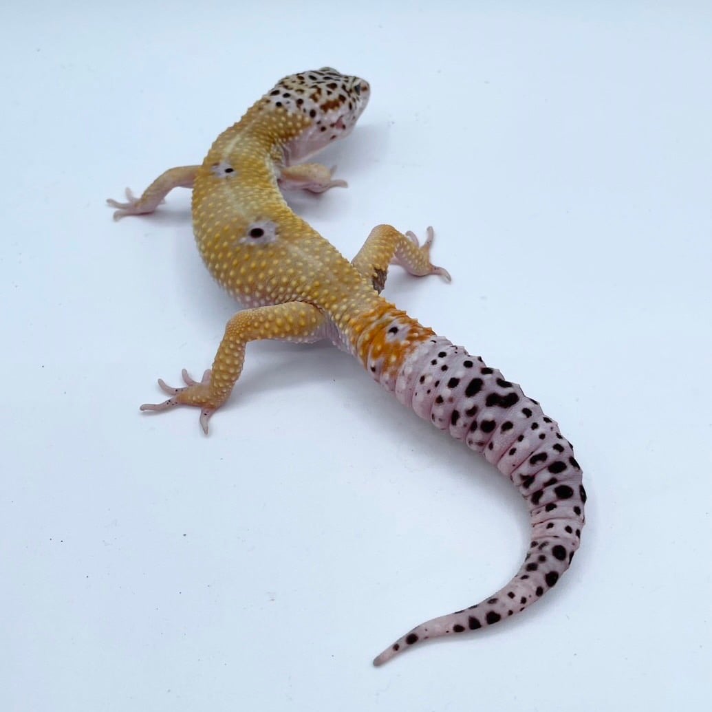 ヒョウモントカゲモドキ ハイイエロー