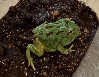 ツノガエル グリーン