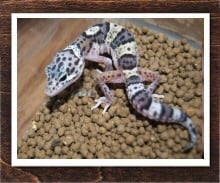 スノーエクリプス