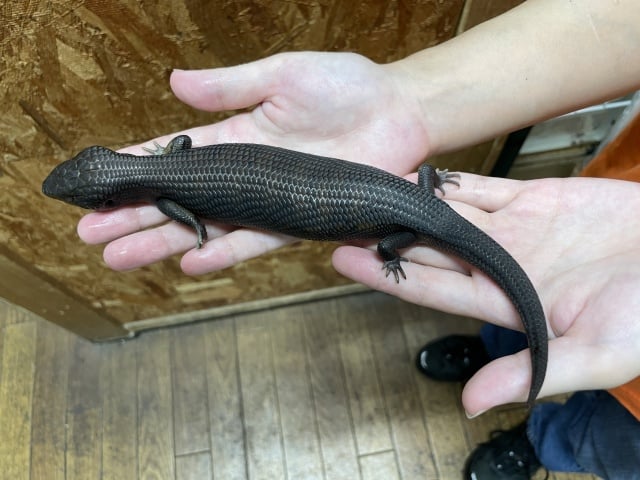 アオジタトカゲ スーパーメラニスティック