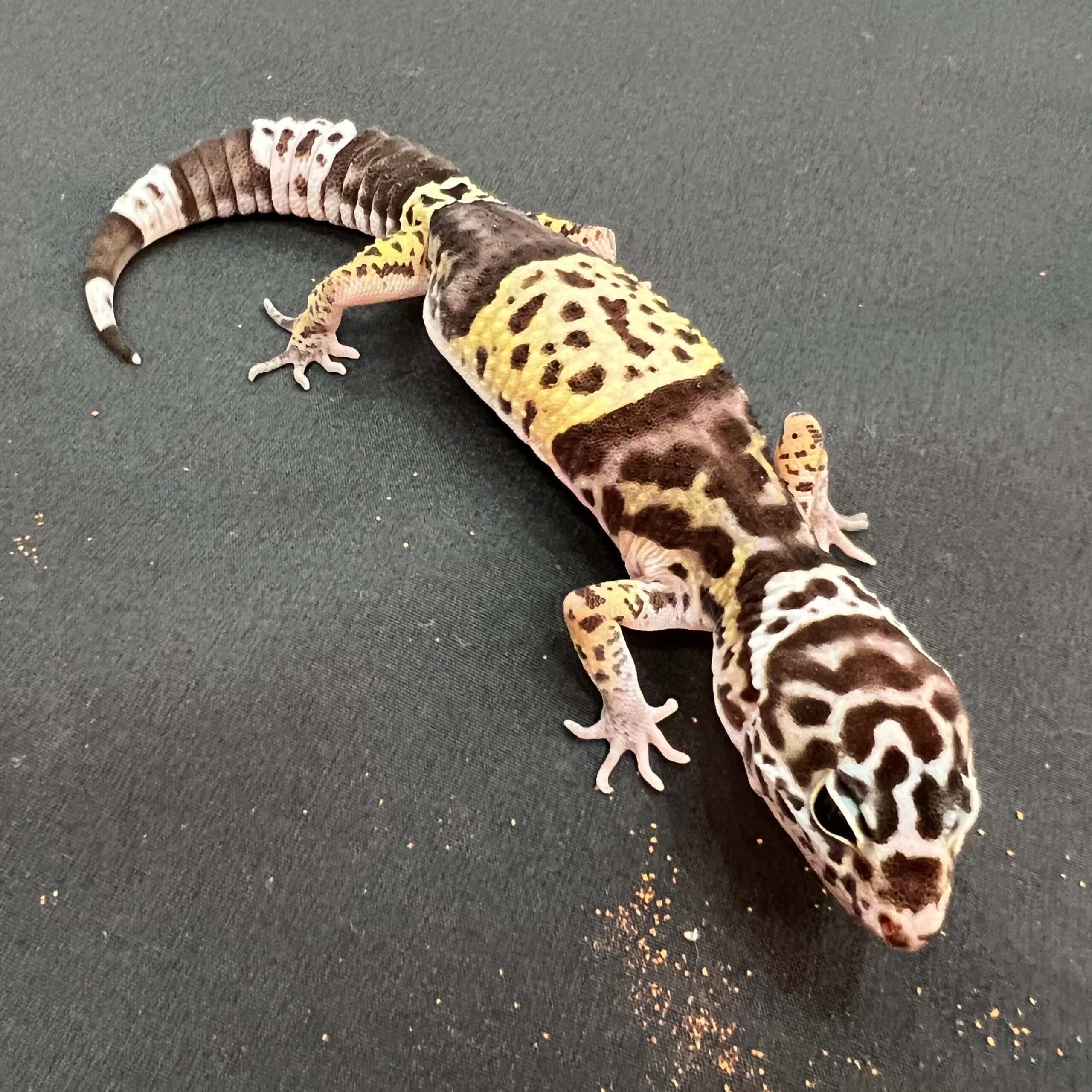 ダイオウトカゲモドキ 