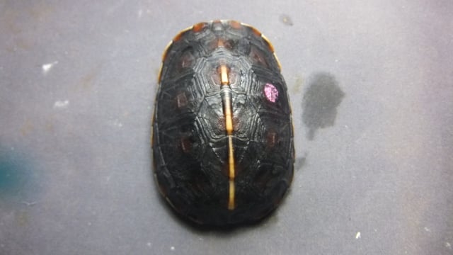 セマルハコガメ