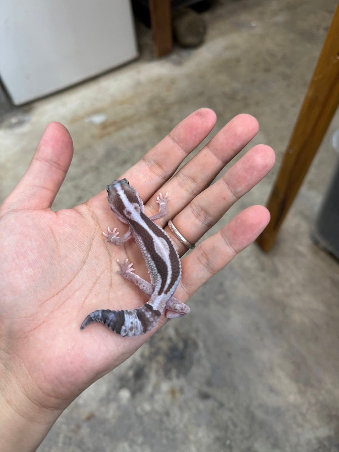 ニシアフリカトカゲモドキ オレオズールーhetキャラメル