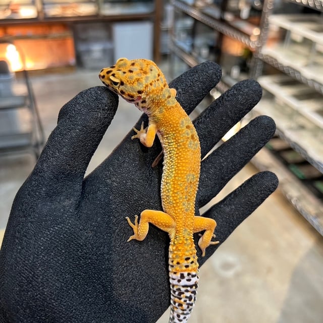 エメリン