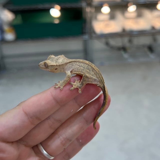 タイガー