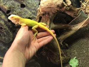 イグアナ アルビノ