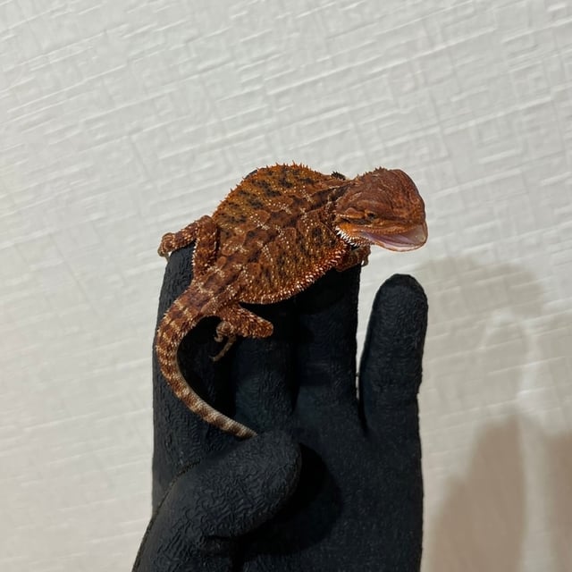 ダークレッド
