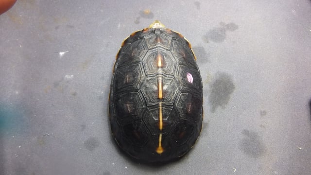 セマルハコガメ