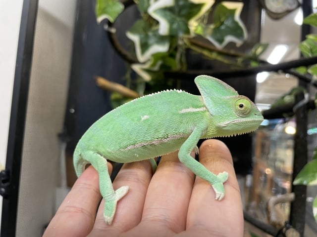 カメレオン