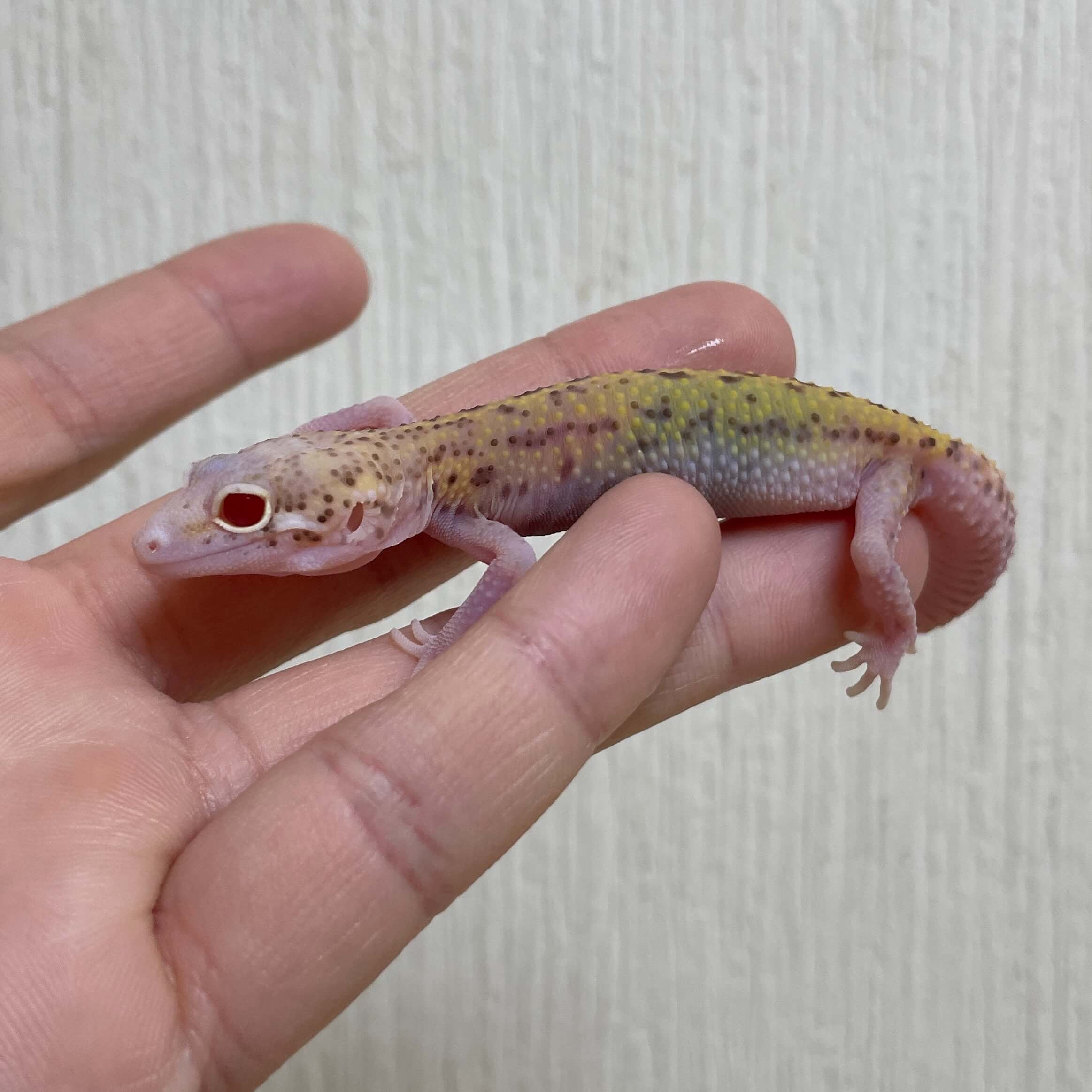 ヒョウモントカゲモドキ レーダー