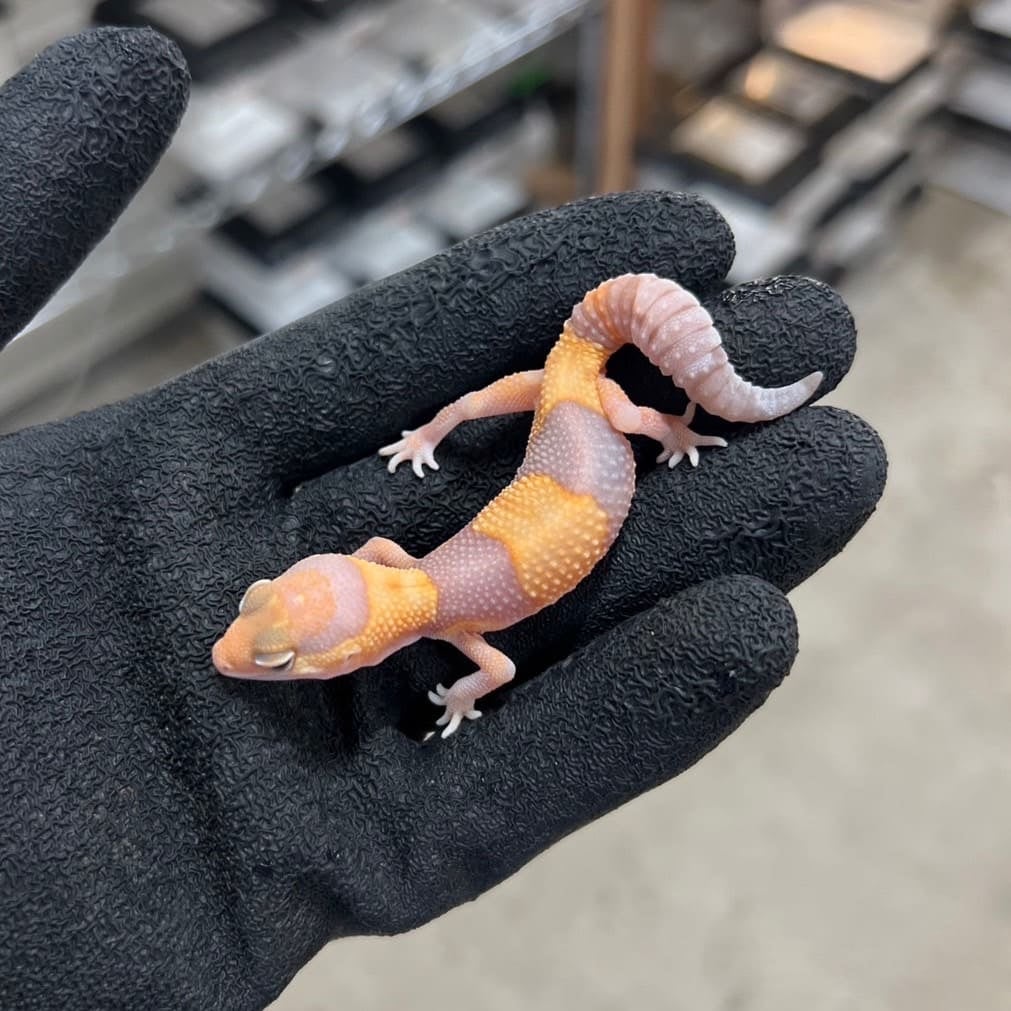 ニシアフリカトカゲモドキ アメル