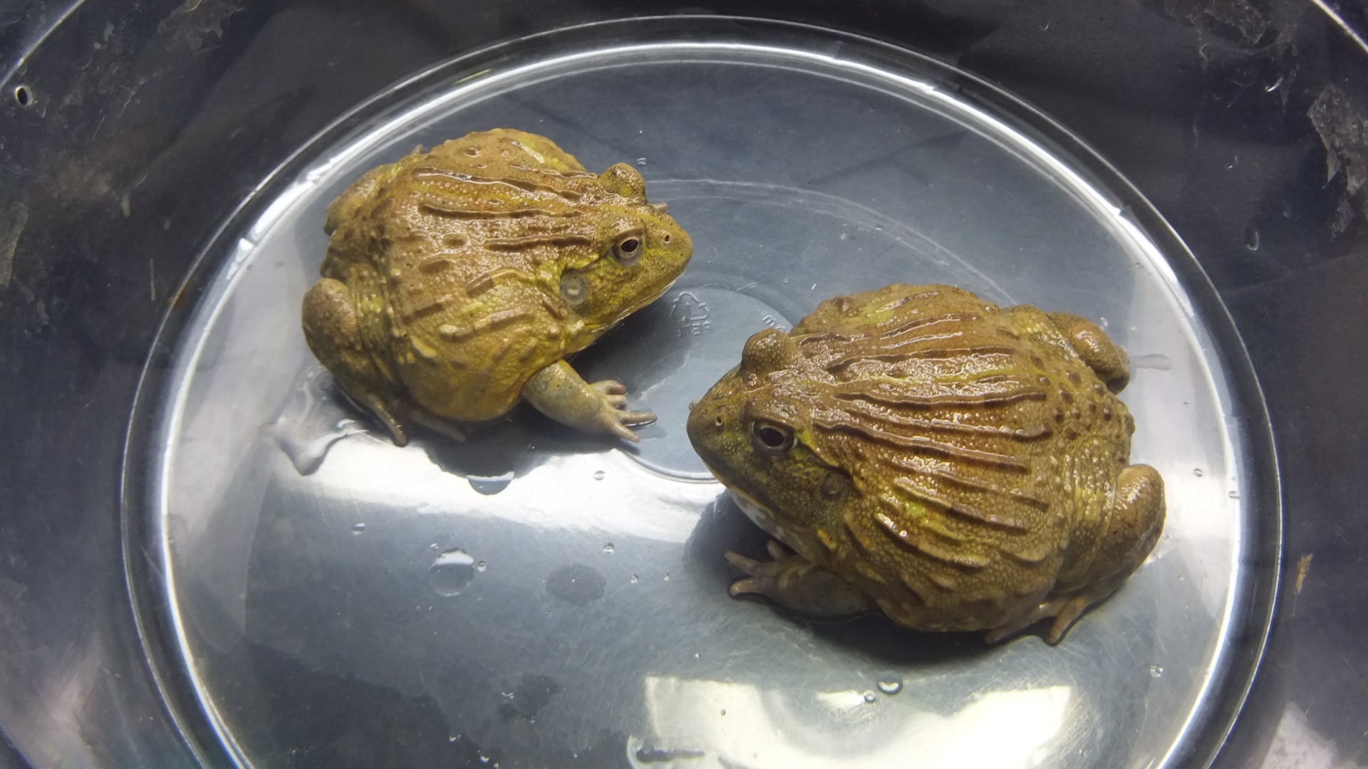 ウシガエル 