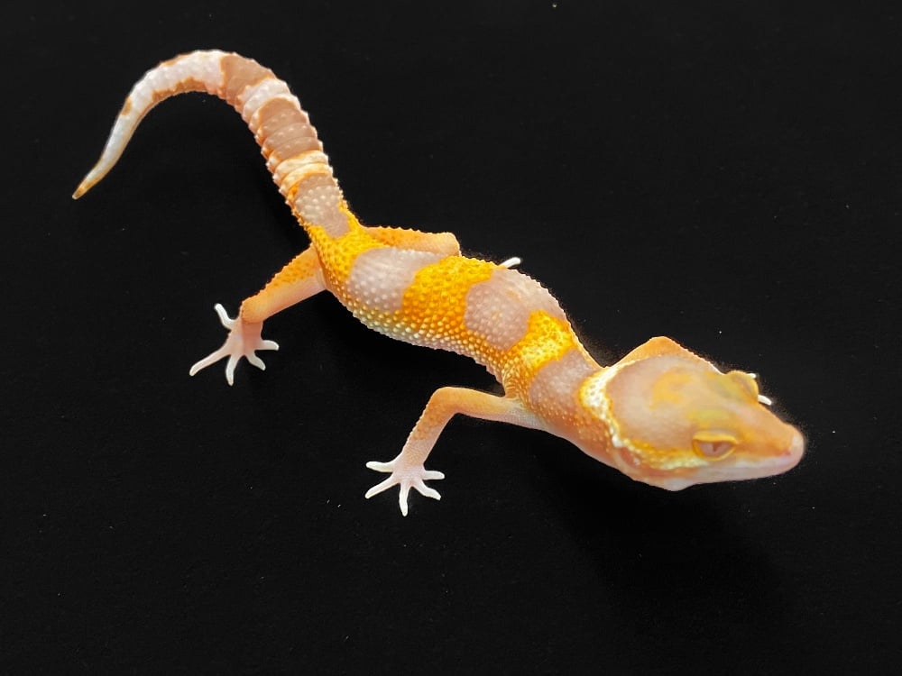 ヒョウモントカゲモドキ WYタンジェリントレンパー