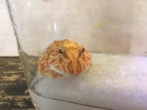 ストロベリー