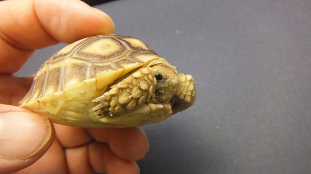 ケヅメリクガメ