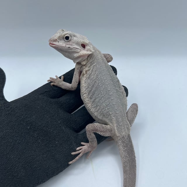 ハイポゼロ