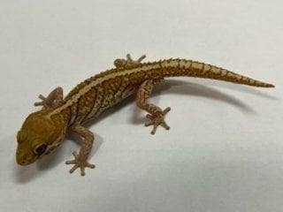 ザンティック